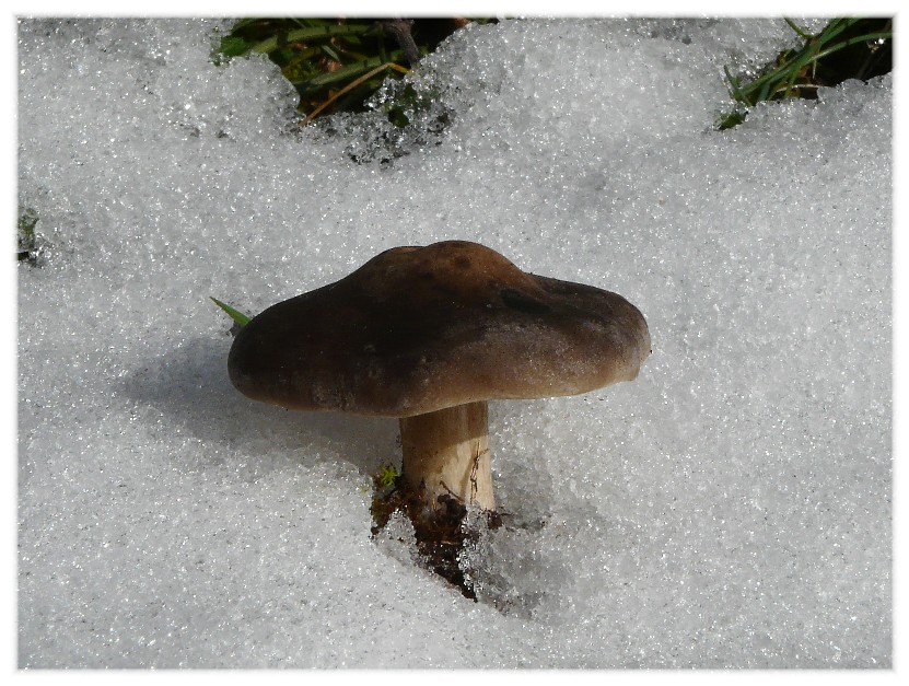 Da determinare (Melanoleuca sp.)